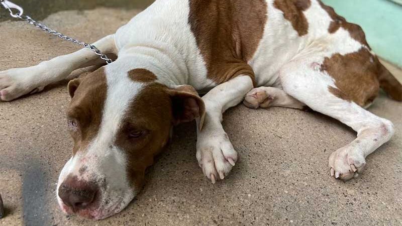 Cães são resgatados com sinais de maus-tratos e sem alimentação em bairro de Garça, SP
