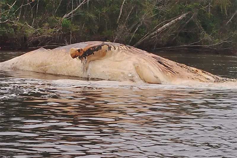Baleia surpreende pescadores ao aparecer morta em rio do litoral de SP; VÍDEO