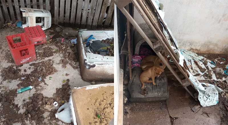 Mulher é presa e 13 cachorros são resgatados em situação de maus-tratos em Itapeva, SP; vídeo