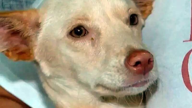 Cachorra com paralisia abandonada em sacola é resgatada por faxineira em Jardinópolis, SP