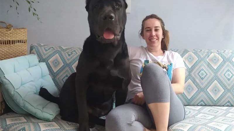 Cão desaparece após ser deixado em hotel para pets em Jundiaí, SP: ‘Desesperados’, diz tutora