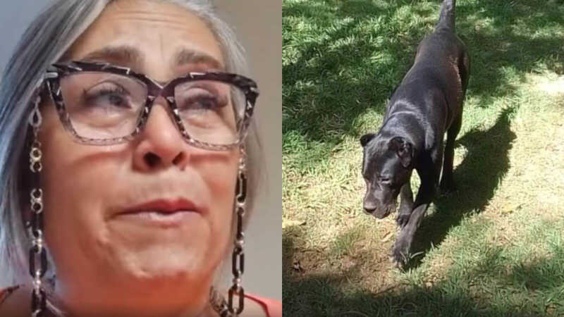Vídeo mostra cão Sombra na rua em frente ao hotel de onde desapareceu em Jundiaí