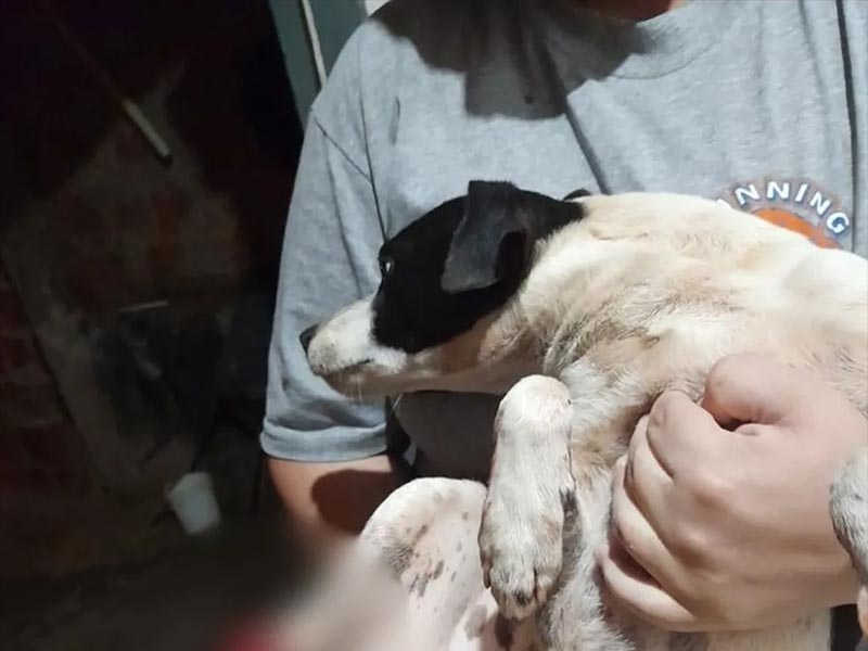 Suspeito de decepar patas de cachorro confessa crime no interior de SP