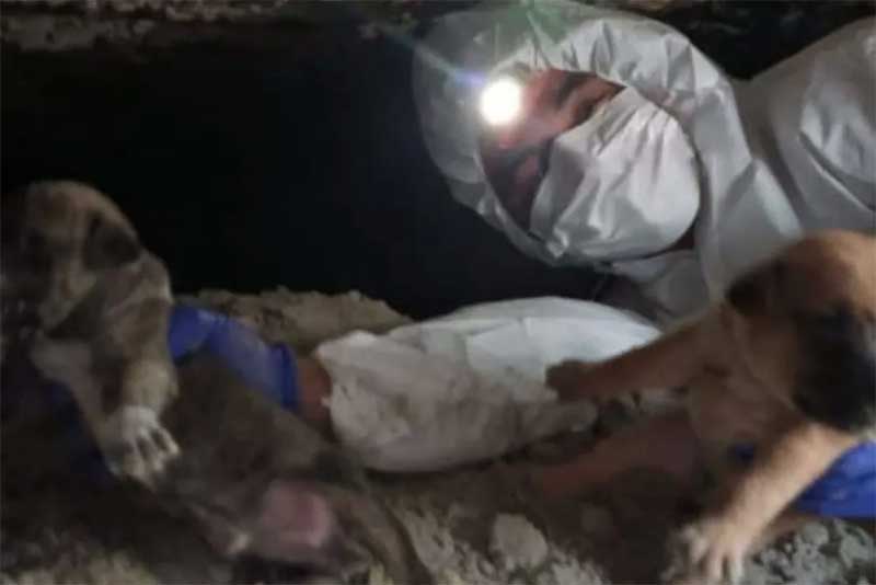 Seis filhotes estavam presos em bueiro em Santos, SP — Foto: Corpo de Bombeiros/Divulgação