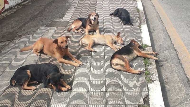 Projeto de lei prevê auxílio para protetor animal em São Caetano do Sul, SP