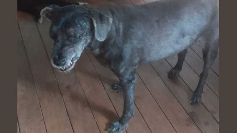 Cachorrinha cega é resgatada de buraco após três dias desaparecida em São Carlos, SP