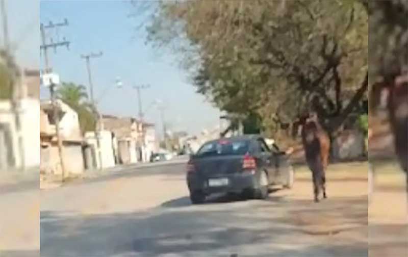 Homem é flagrado puxando cavalo com corda ao lado de carro em movimento em Votorantim, SP; vídeo
