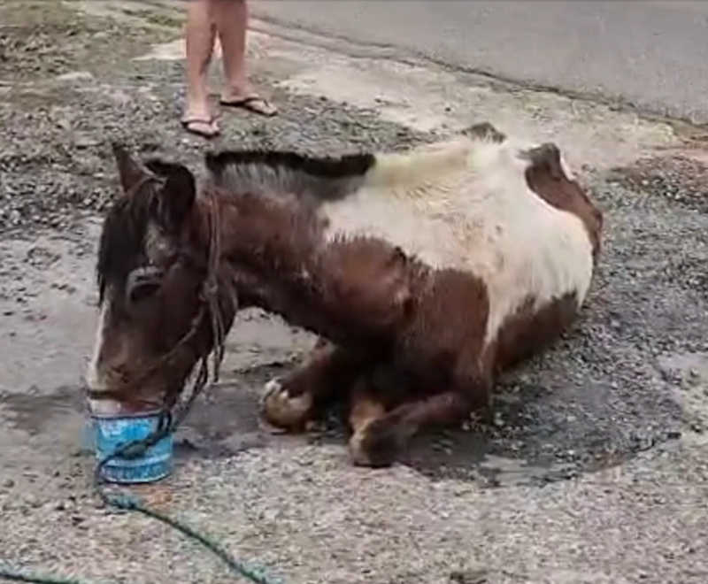 Morre cavalo abandonado em “estado crítico” na Colina Verde, em Tatuí, SP