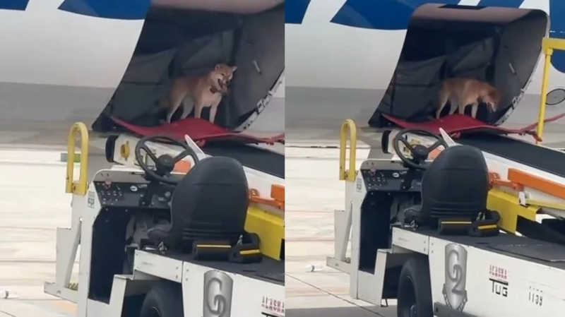 Cachorro escapa de caixa e viaja solto em compartimento de avião