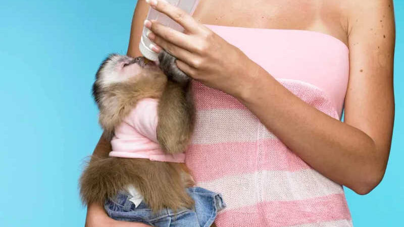 Resgates falsos e mamadeira: macacos são vítimas de crueldade disfarçada de fofura na web, alerta relatório