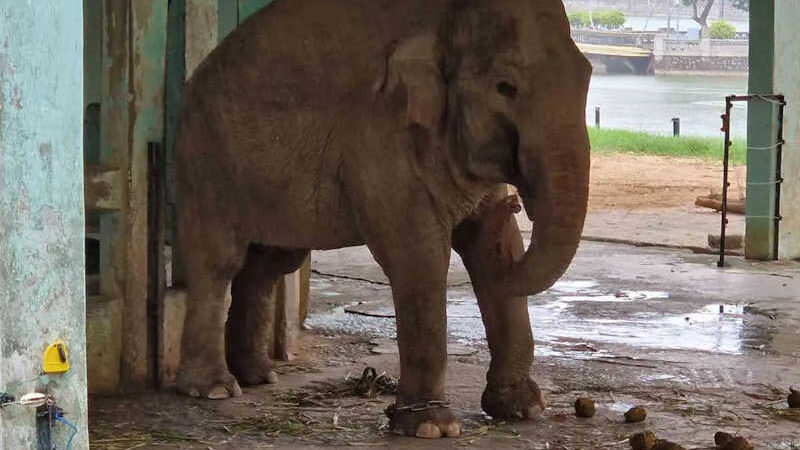 Acorrentados em um recinto microscópico. Vamos libertar os elefantes presos em um zoológico no Vietnã!