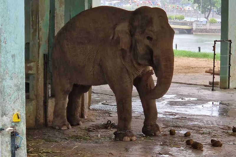 Acorrentados em um recinto microscópico. Vamos libertar os elefantes presos em um zoológico no Vietnã!