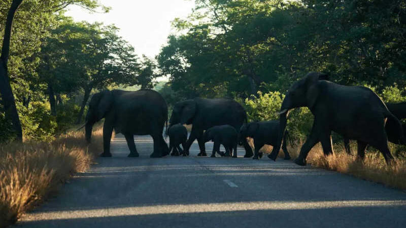 Falta de água obriga elefantes a migrar do Zimbabué para o Botsuana
