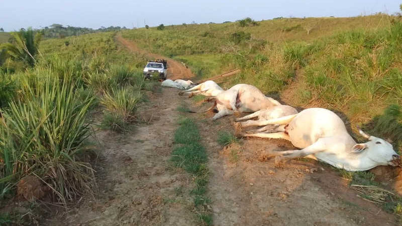 Sete animais morrem por descarga elétrica em queda de poste em fazenda no Acre