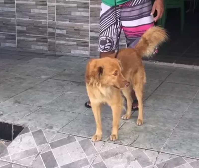 Cachorro é resgatado após ser vítima de maus-tratos. Reprodução / Instagram