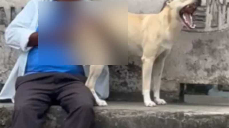 Idoso é flagrado abusando de cadela em São Miguel dos Campos, AL