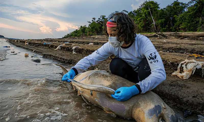 Calor matou 10% dos botos do lago Tefé no Amazonas, dizem biólogos