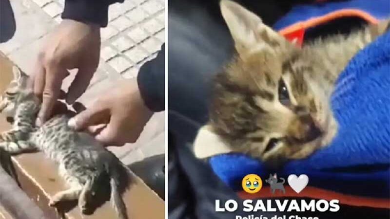 VÍDEO: policial da Argentina viraliza ao fazer reanimação cardiopulmonar em gatinho
