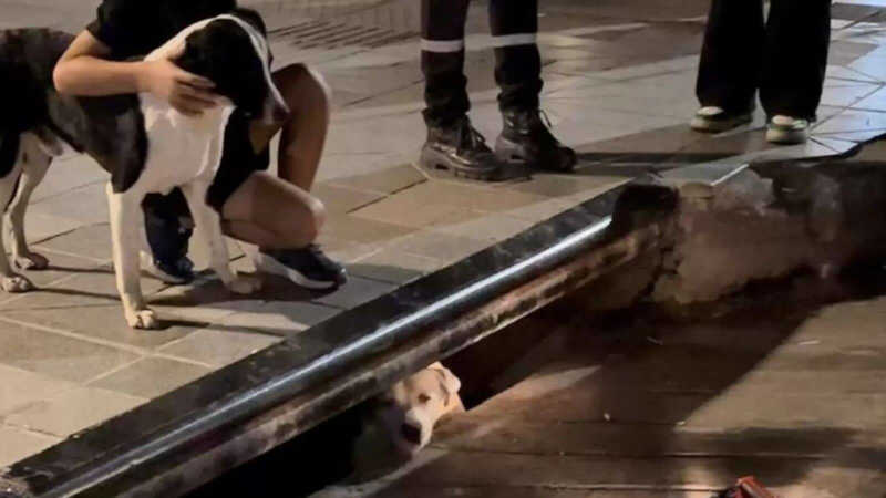 Cachorro chama atenção de pessoas na rua para salvar amiga presa em bueiro