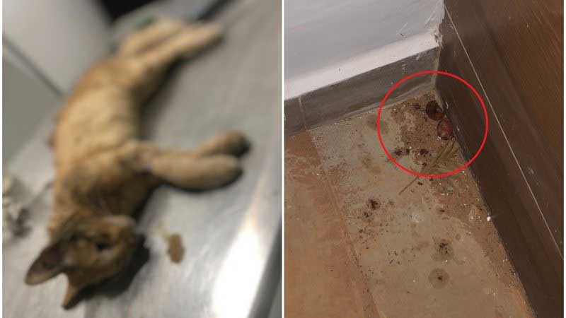 VÍDEO: moradora é denunciada por usar chumbinho para matar gato em condomínio de Feira de Santana, BA
