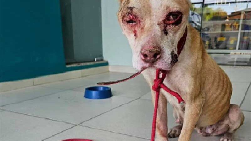 Polícia Militar em apoio a ONG resgata cadela ferida e desnutrida em Juazeiro, BA