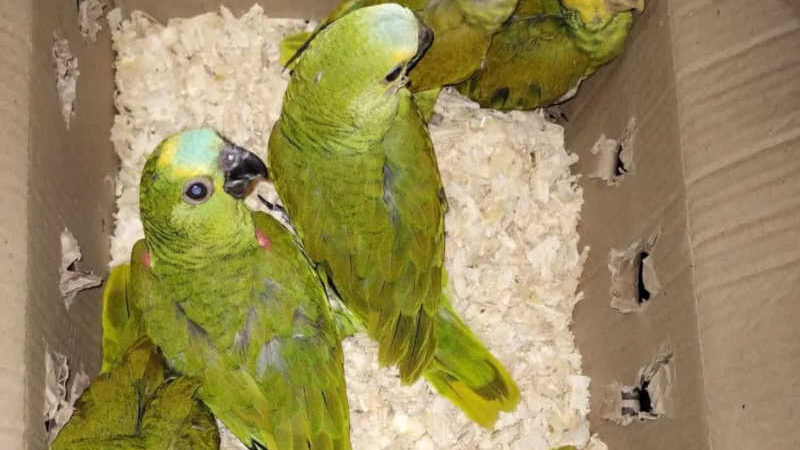 Dupla é presa na Bahia por transportar mais de 40 aves silvestres em porta-malas de carro