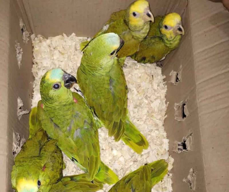 Dupla é presa na Bahia por transportar mais de 40 aves silvestres em porta-malas de carro