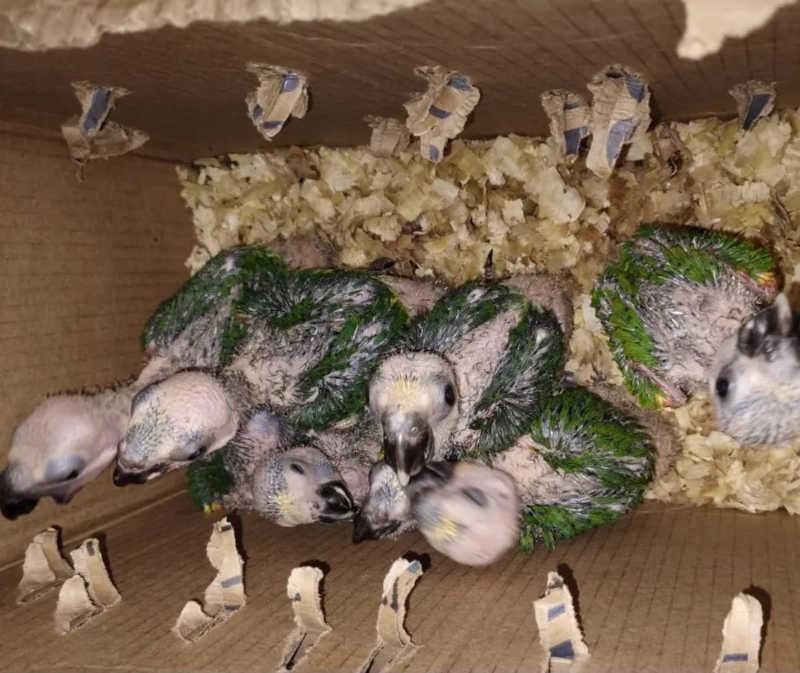 Filhotes de papagaios foram resgatados por policiais militares — Foto: SSP-BA