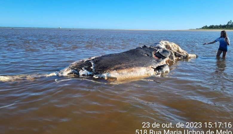 Baleia é encontrada morta e encalhada em praia de Maragogi, AL