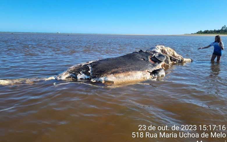 Baleia é encontrada morta e encalhada em praia de Maragogi, AL