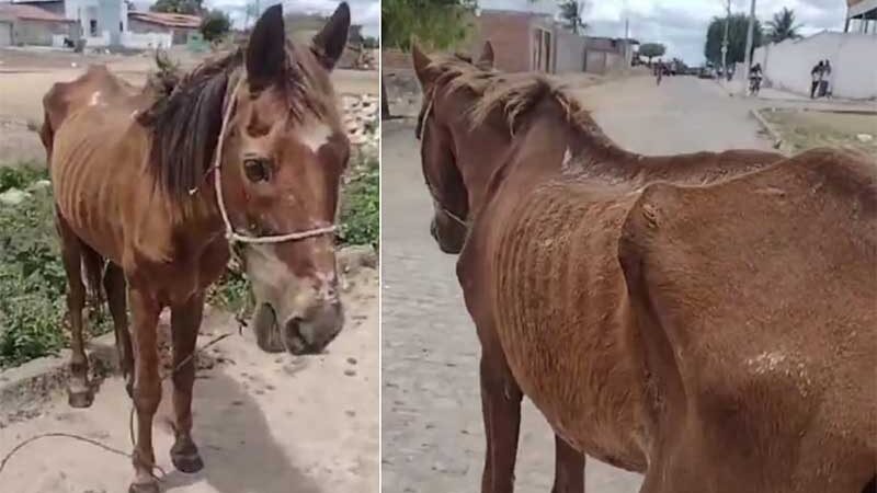 Vídeo mostra cavalo desnutrido e ferido após ser abandonado pelo tutor na BA