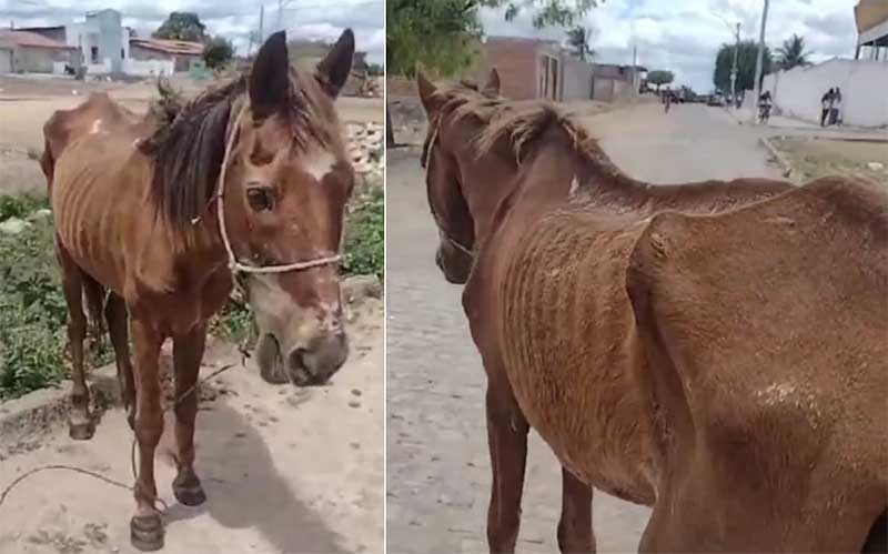 Vídeo mostra cavalo desnutrido e ferido após ser abandonado pelo tutor na BA