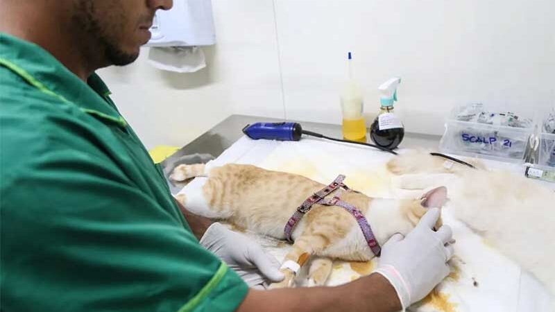 Cadelas e gatas poderão retirar tumores mamários de graça em Salvador; saiba como