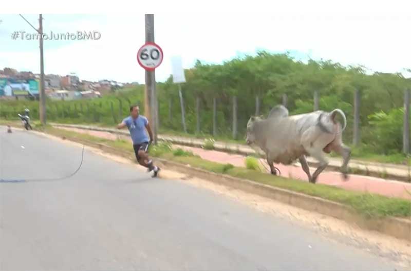 VÍDEO: boi se envolve em acidente, interrompe trânsito em avenida de Salvador e persegue homem