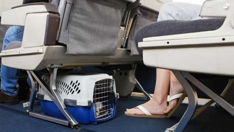 Vêm aí as restrições contra o transporte de pets em voos comerciais