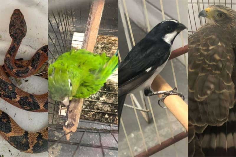 Serpente e três pássaros silvestres são resgatados em ações no Ceará