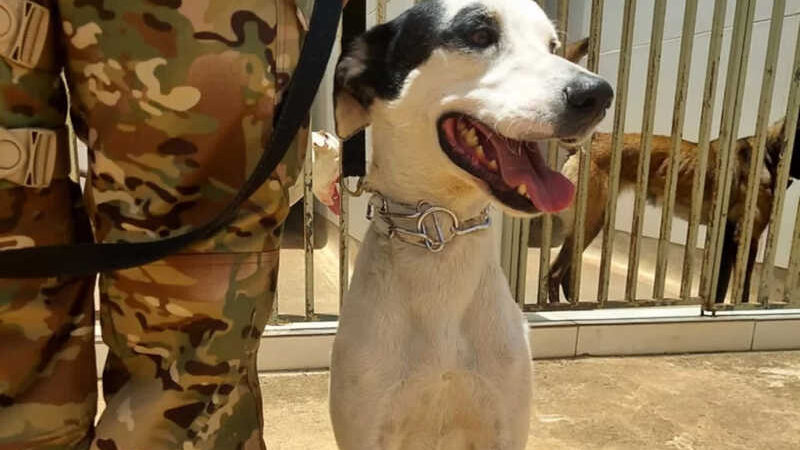 Cachorros vira-latas resgatados são adotados após treinamento com Polícia Militar do DF