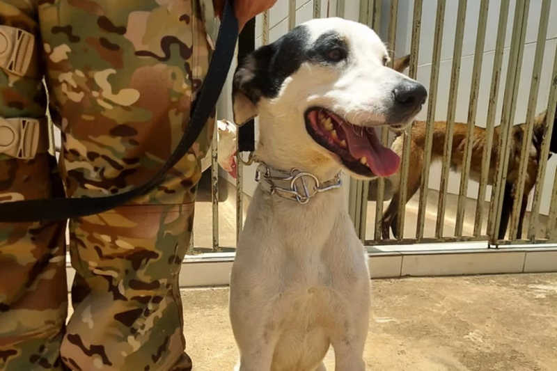 Cachorros vira-latas resgatados são adotados após treinamento com Polícia Militar do DF