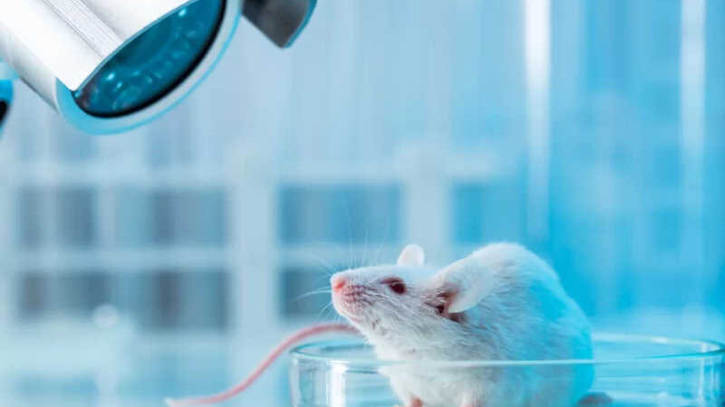 Organ-on-a-chip: tecnologia substitui uso de animais em testes médicos
