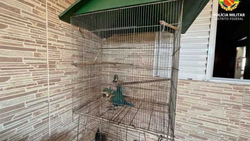 Aves criadas irregularmente em cativeiro são apreendidas em Samambaia, DF