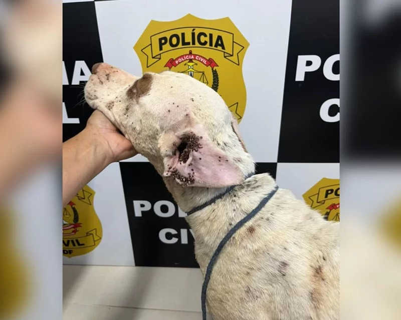 Vídeo: magro e infestado de carrapatos, cachorro é resgatado no DF