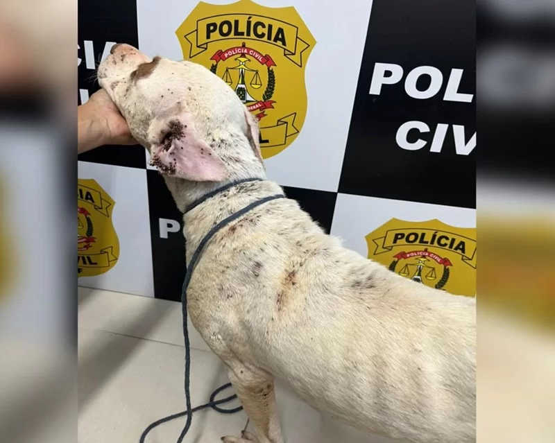 Vídeo: magro e infestado de carrapatos, cachorro é resgatado no DF