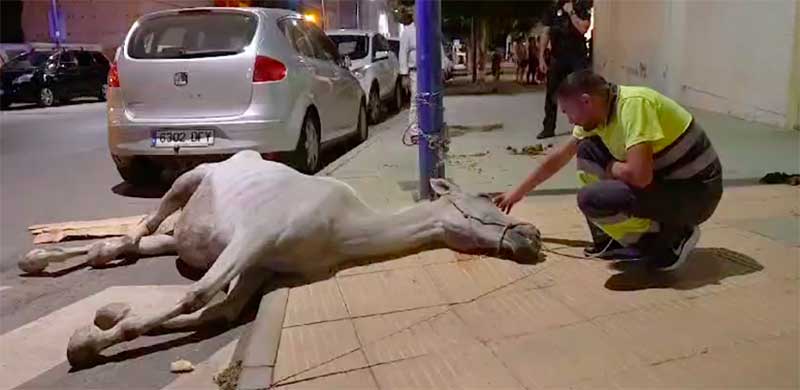Égua encontrada às portas da morte em cidade espanhola. Veja o vídeo do resgate do animal