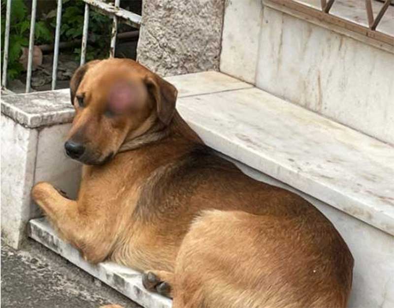 Cachorro é ferido em rua de Vitória (ES) e moradora monta força-tarefa para ajudá-lo