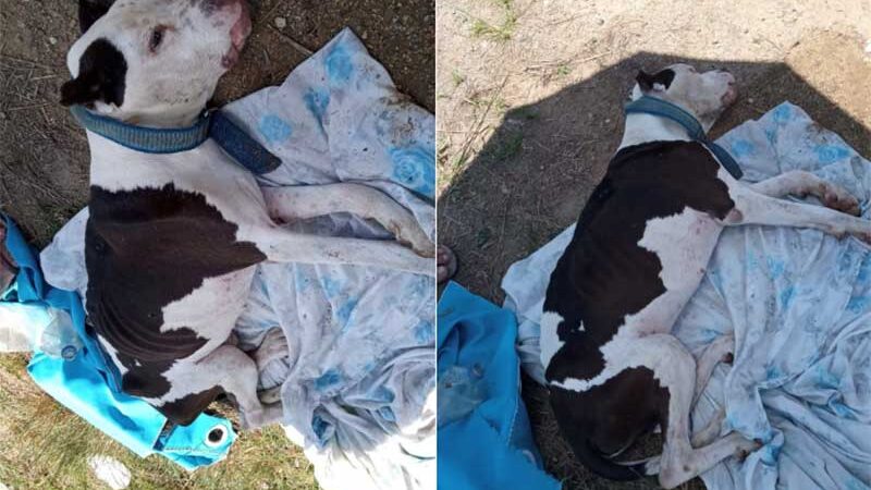 Tutor de pitbull encontrado em saco de lixo em Vitória (ES) é identificado
