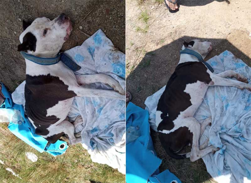 Tutor de pitbull encontrado em saco de lixo em Vitória (ES) é identificado