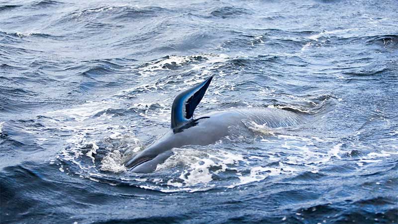 Ambientalistas pedem aos EUA regras para proteger baleias-francas de colisões com navios