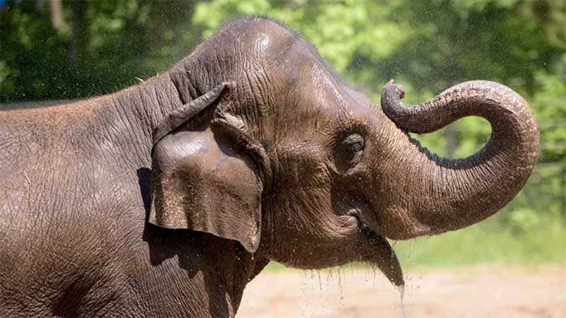 Elefanta morre do coração após se desesperar com cachorro em zoo nos EUA