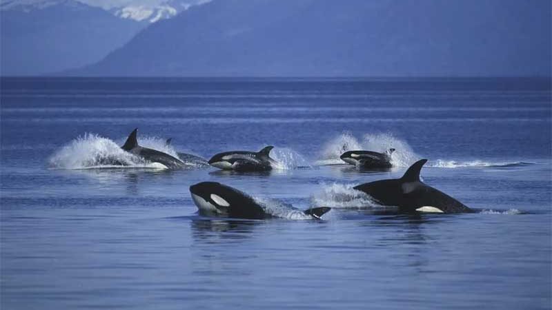 Usando grupo de WhatsApp, bióloga ensina sobre orcas e mobiliza cidade para ver e proteger animais