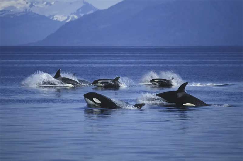 Usando grupo de WhatsApp, bióloga ensina sobre orcas e mobiliza cidade para ver e proteger animais